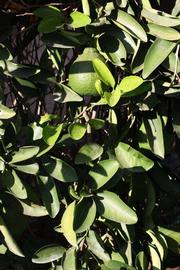              Sun leaves (Riverside, CA)       