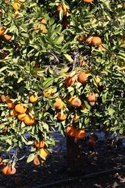              Habit (Riverside, CA)       