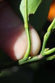              Petiole (Riverside, CA)       