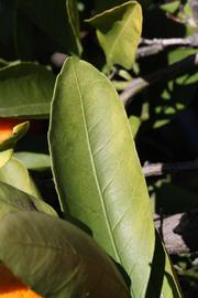              Margin (Riverside, CA)       