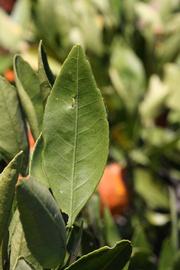              Unifoliolate leaf (Riverside, CA)       
