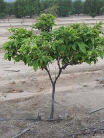            Habit (Riverside, CA)   