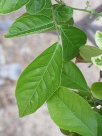              Shade leaves (Riverside, CA)       