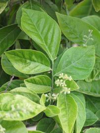              Shade leaves (Riverside, CA)       
