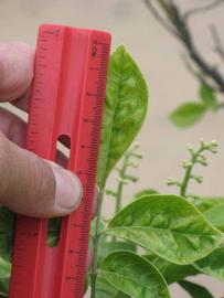              Unifoliolate leaf (Riverside, CA)       