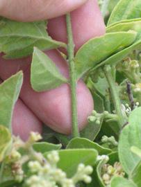              Petiole (Riverside, CA)   