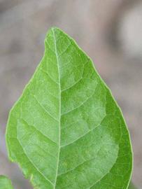              Margin (Riverside, CA)       