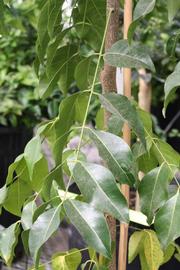              Compound leaf (Riverside, CA)       