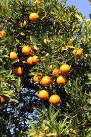              Fruit (Riverside, CA)       