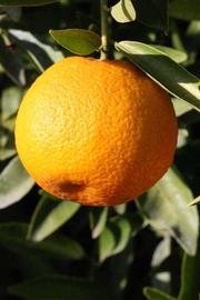              Fruit (Riverside, CA)       