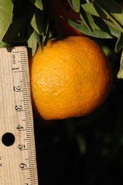              Fruit (Riverside, CA)       