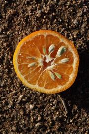              Fruit cross-section (Riverside, CA)       