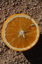              Fruit cross-section (Riverside, CA)       