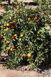              Habit (Riverside, CA)       