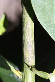              Second - third year twig (Riverside,   CA)       