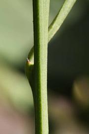              First year twig (Riverside, CA)       