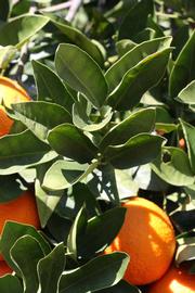              Sun leaves (Riverside, CA)       