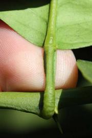              Petiole (Riverside, CA)       