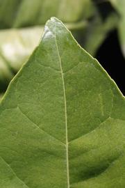              Margin (Riverside, CA)       