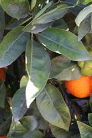              Shade leaves (Riverside, CA)       