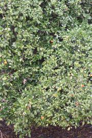            Habit (Riverside, CA)   