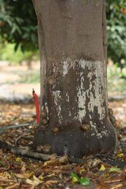            Bark (Riverside, CA)   