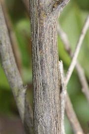              Second - third year twig (Riverside, CA)       