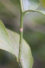            First year twig (Riverside, CA)   