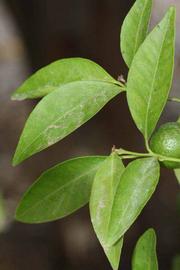             Shade leaves (Riverside, CA)       