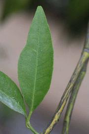            Unifoliolate leaf (Riverside, CA)   