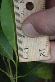            Unifoliolate leaf (Riverside, CA)   