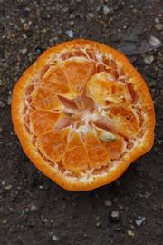              Fruit cross-section (Riverside, CA)       