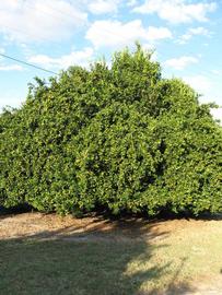            Habit (Winter Haven, FL)   