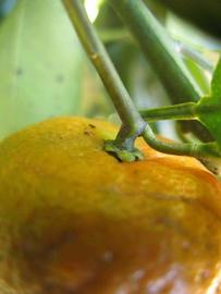              Fruit (Winter Haven, FL)       