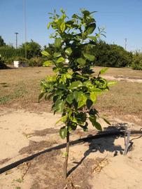              Habit (Winter Haven, FL)       