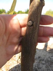              Bark (Winter Haven, FL)       