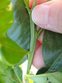              First year twig (Winter Haven, FL)       