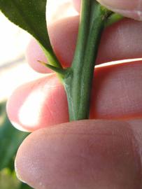              First year twig (Winter Haven, FL)       