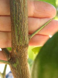              Second - third year twig (Winter Haven, FL)       