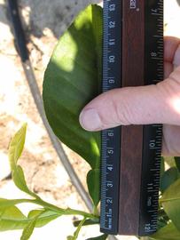            Unifoliolate leaf (Winter Haven, FL)   