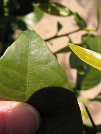              Margin (Winter Haven, FL)       