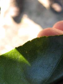              Margin (Winter Haven, FL)       