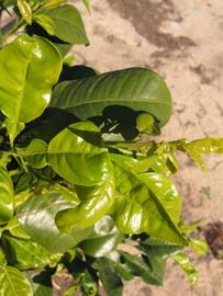            Sun leaves (Winter Haven, FL)   