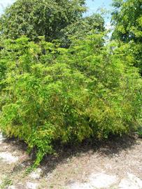              Habit (Winter Haven, FL)       