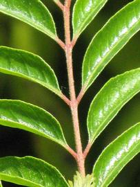              Rachis (Winter Haven, FL)       