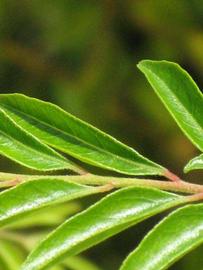              Leaflet (Winter Haven, FL)       