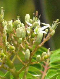              Inflorescence (Winter Haven, FL)       