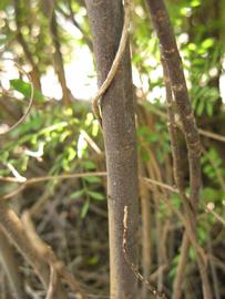              Bark (Winter Haven, FL)       