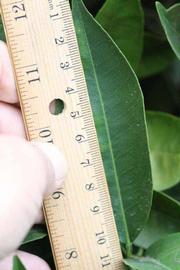              Unifoliolate leaf (Riverside, CA)       