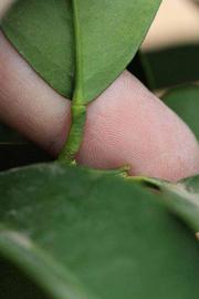              Petiole (Riverside, CA)       